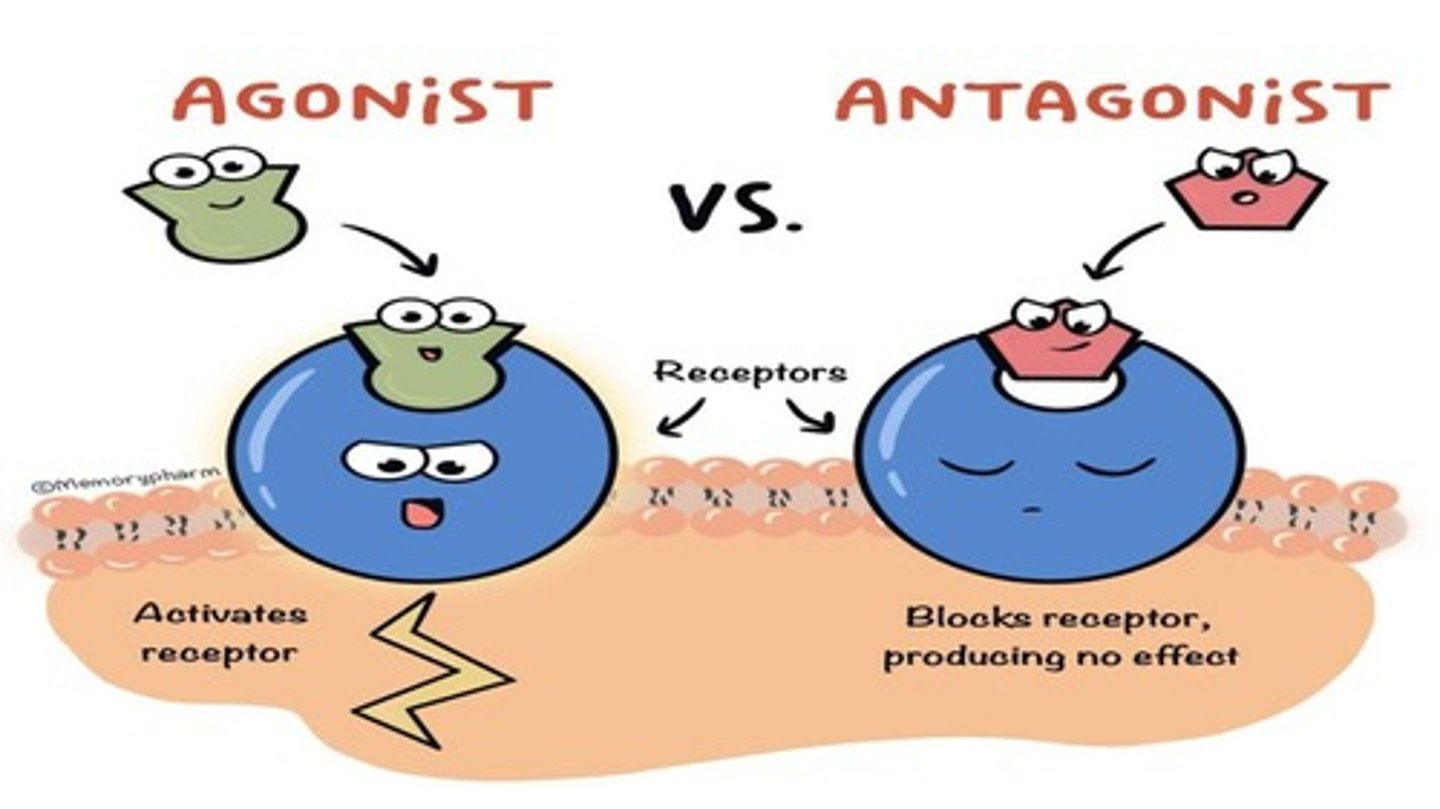 <p>Blocks receptor</p>