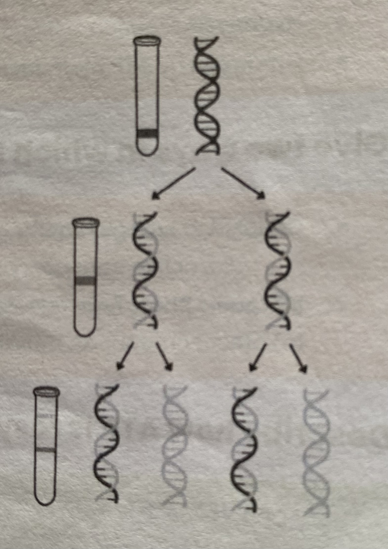<ol><li><p>Bacteria grown in medium containing <strong>heavy nitrogen</strong> (15N) and nitrogen is incorporated into DNA <strong>bases</strong></p><ul><li><p>DNA extracted &amp; centrifuged= settles near <strong>bottom</strong>, as all DNA molecules contain 2 ‘heavy’ strands</p></li></ul></li><li><p>Bacteria transferred to medium containing <strong>light nitrogen</strong> (14N) and allowed to divide <strong>once</strong></p><ul><li><p>DNA extracted &amp; centrifuged= settles in <strong>middle</strong>, as all DNA molecules contain 1 original ‘heavy’ and 1 new ‘light’ strands</p></li></ul></li><li><p>Bacteria in <strong>light nitrogen</strong> allowed to divide <strong>again</strong></p><ul><li><p>DNA extracted &amp; centrifuged= half settles in <strong>middle</strong>, as contains 1 original ‘heavy’ and 1 new ‘light' strand, half settles near <strong>top</strong> as contains 2 ‘light’ strands </p></li></ul></li></ol><p></p>