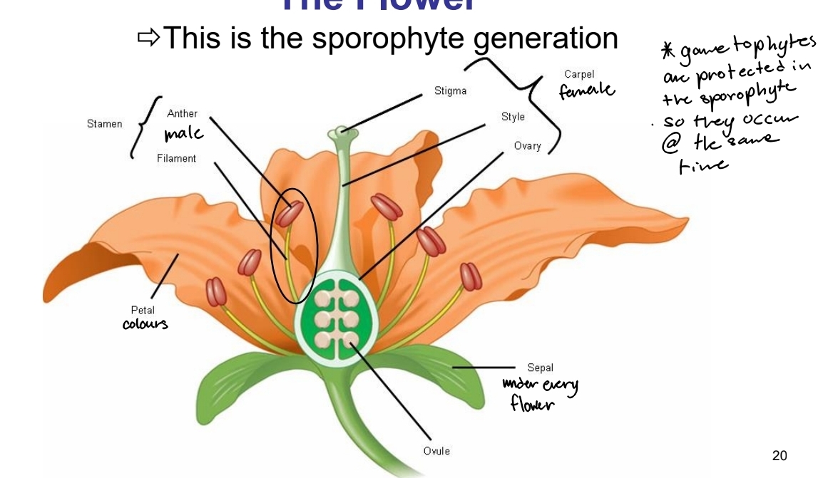 <p>Sexual reproduction in Flowering plants - Male reproductive structure (sporangia)</p>