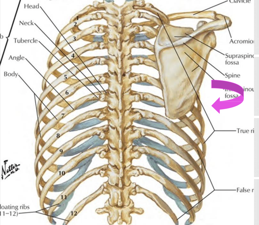 <p>protraction (abduction)</p><ul><li><p>gliding movement in which scapula moves away from vertebral column</p></li></ul><p>retraction (adduction)</p><ul><li><p>gliding movement in which scapula moves toward the vertebral column</p></li></ul><p></p>