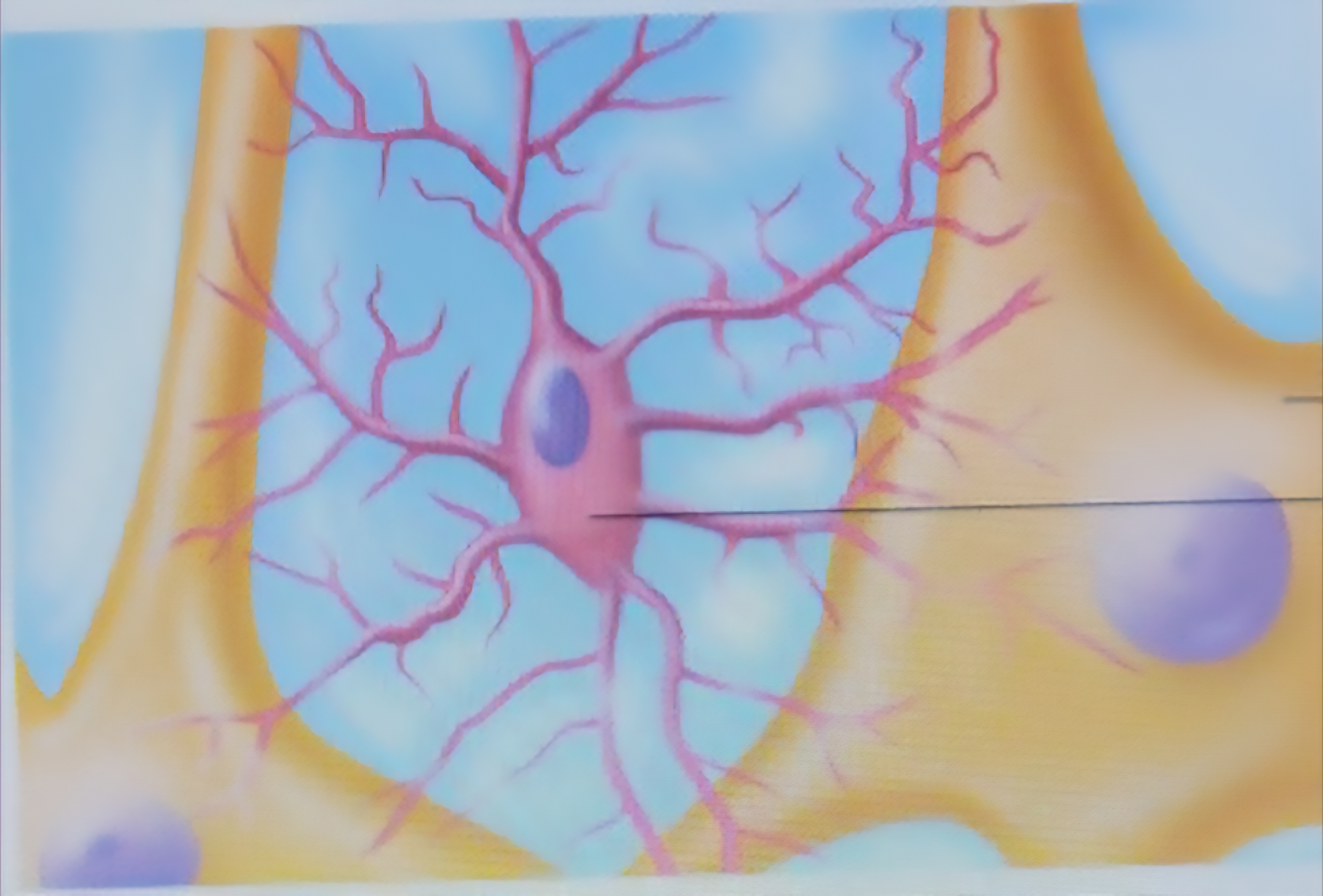 <p>Touch and monitor neurons, migrate towars injured neurons, can transform to phagcytize microorganisms and neuronal debris</p>