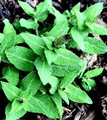 <p><span>Herbaceous perennial with green leaves and spikes of purple or blue flowers. Used ornamentally in gardens.</span></p>