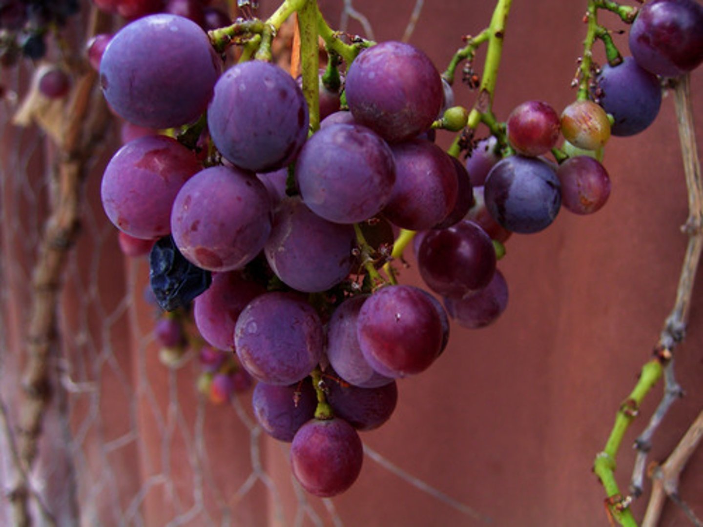 <p>Grapes</p>