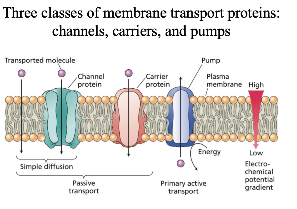<p>Transport proteins on the biological membranes </p><p>- Channels </p><p>- Carriers</p><ul><li><p>Passive transport </p></li></ul><ul><li><p>Active transport (Pumps - carriers that carry out primary active transport) </p></li></ul><p>- Pumps</p>