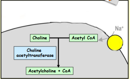 <p>Choline is acetylated using acetyl coenzyme A as a source of acetyl groups</p><p>This is catalysed by the synthetic enzyme, choline acetyltransferase</p>