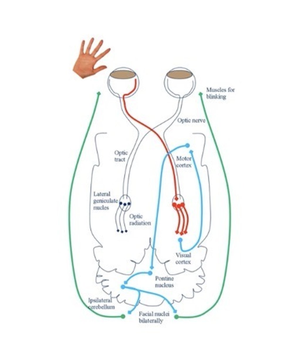 <p>input - II</p><p>Forebrain, cerebellum, brainstem</p><p>Output - VII</p><p>Learnt response - learnt response, present from ~12wks</p>