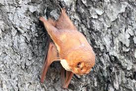 <p>Mammalia, Chiroptera, Vespertilionidae</p>