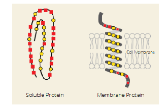 <p>A: In the <strong>core</strong> of the protein, <strong>hidden away from water</strong>.</p><p class=""><span data-name="yellow_circle" data-type="emoji">🟡</span> Represented by <strong>yellow circles</strong> in the image.</p>