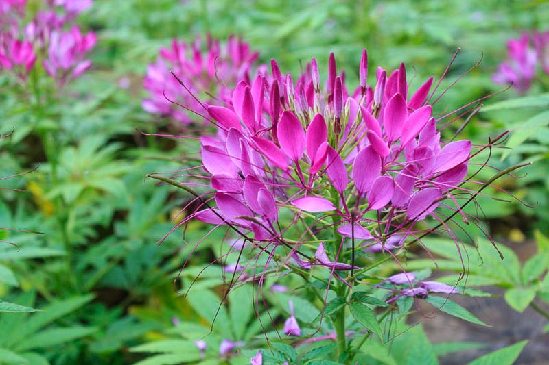 <p>A tall, airy plant with spidery clusters of pink, purple, or white blooms and spiny stems.</p>