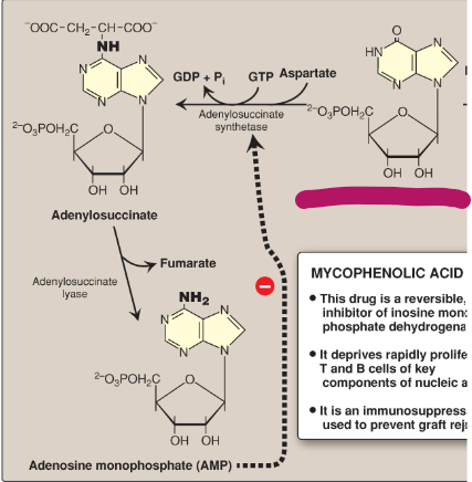 <p>Name this section of AMP synthesis.</p>