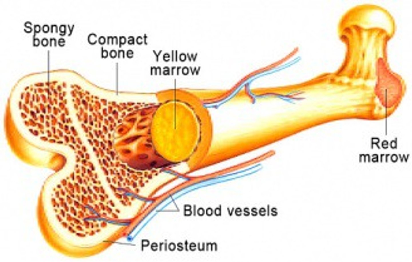 <p>Red bone marrow- looks like thick red blood, makes blood</p><p>Yellow bone marrow- fatty marrow made of adipocytes </p><p>Gelatinous marrow-yellow marrow replaces with gelatin pink marrow</p>