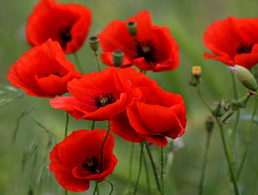 <p><span>die Uhr/ die Uhr</span><span style="line-height: inherit;"><span>en</span></span></p>