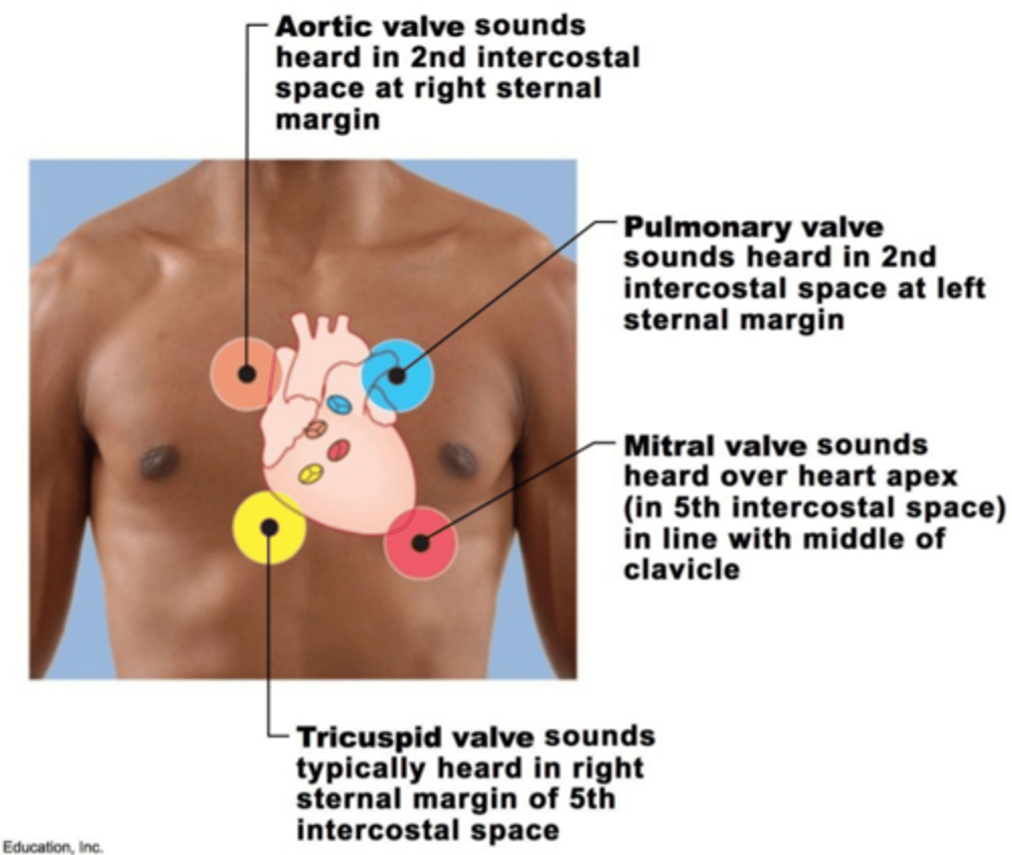 <p>where are the sounds of the tricuspid valve heard in? </p>