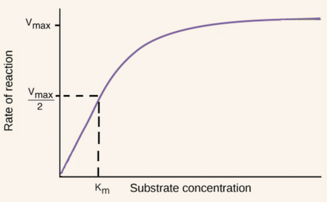 <ul><li><p>When initial rate plotted against [substrate], you get a curve.</p></li><li><p>This curve never flattens out in practice - it only does so in theory at infinite [substrate]. </p></li><li><p>Cannot read value of V<sub>max</sub> from graphs</p><ul><li><p>½ V<sub>max </sub>can be calculated - exactly half the maximum velocity (indicates how fast enzymes work)</p></li><li><p>Can also find the [substrate] resulting in ½ V<sub>max</sub> - [substrate] at which exactly half of the enzyme active sites are filled with substrate.</p></li></ul></li><li><p>K<sub>m</sub> is the [substrate] that causes ½ V<sub>max</sub>.</p></li><li><p>Full form = Michaelis-Menten constant</p><p>The [substrate] at which an enzyme works at half the maximum rate of reaction (½ V<sub>max</sub> ). used as a measure of efficiency of an enzyme. </p></li><li><p>The lower the value of K<sub>m</sub> - the higher the efficiency of the enzyme:</p><ul><li><p>the higher the affinity between an enzyme and its substrate, the lower the [substrate] required to reach V<sub>max. </sub></p></li></ul></li></ul><p></p>