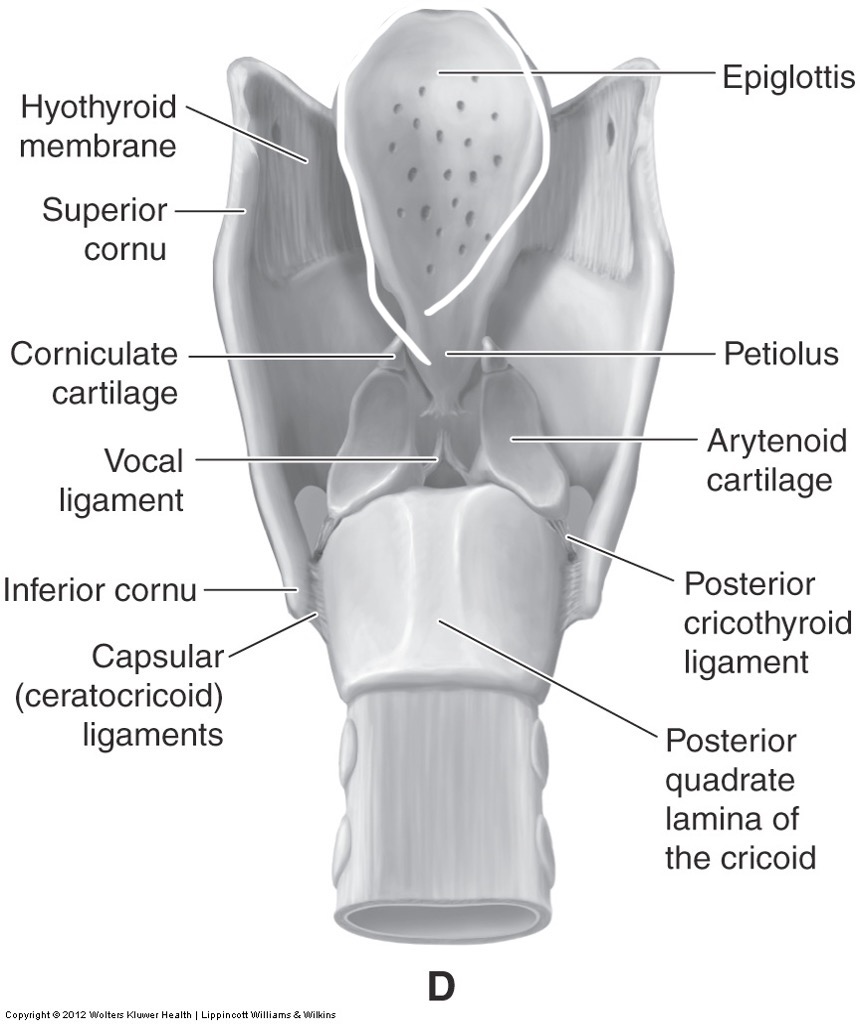 <p>attaches to the inner surface of the thyroid cartilage; peaks over; spine of a book </p>