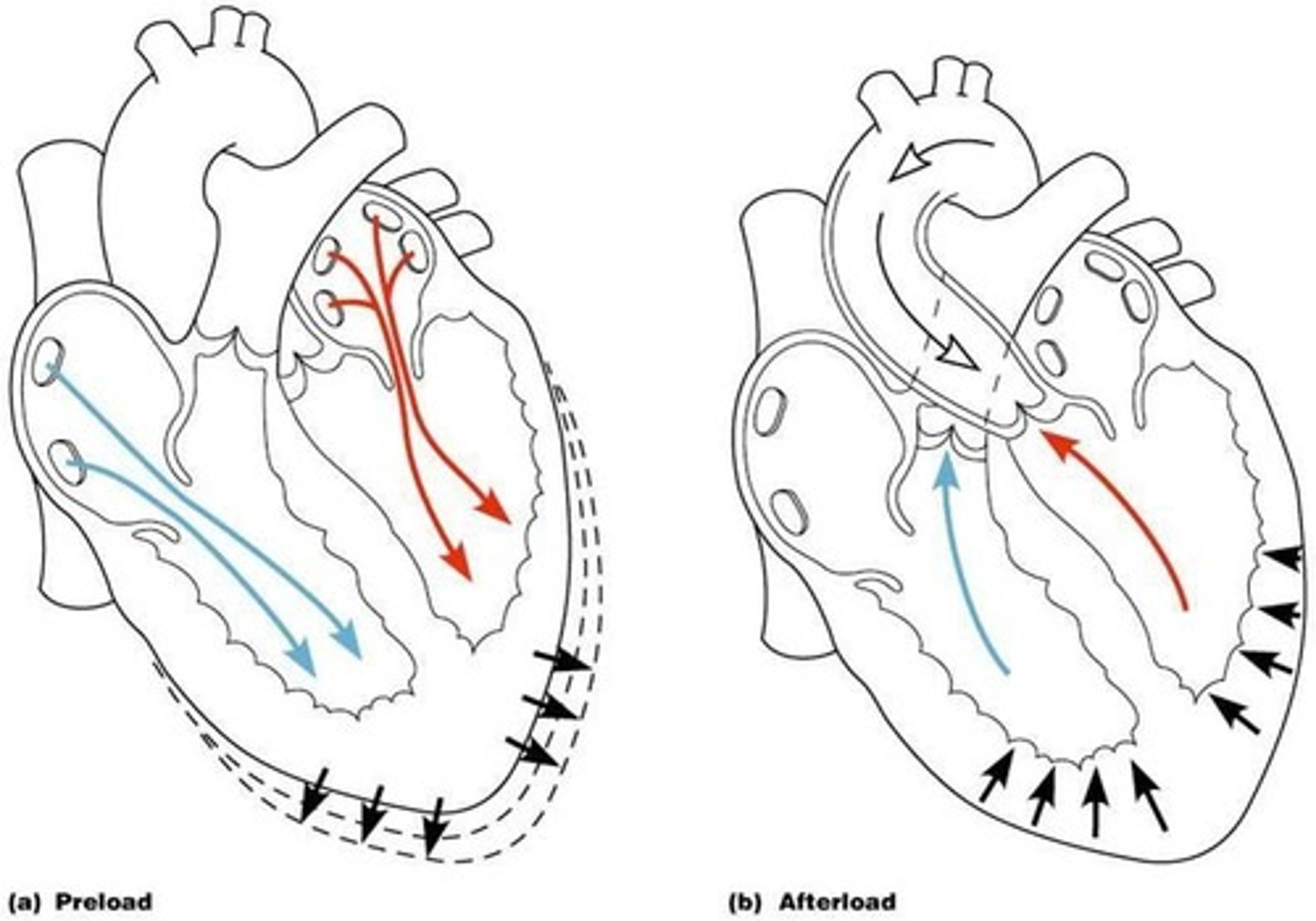 <p>Afterload is the tension or stress developed in the wall of the left ventricle during ejection, representing the end load against which the heart contracts.</p>