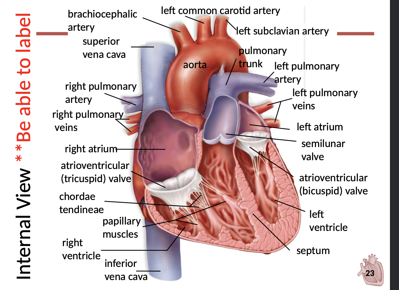 <ul><li><p><span style="font-family: sans-serif">Contains four valves to direct flow of blood and prevent backward movement</span></p><p></p><ol><li><p><span style="font-family: sans-serif">Atrioventricular Valves</span></p><ul><li><p><span style="font-family: sans-serif">Between atria and ventricles</span></p></li><li><p><span style="font-family: sans-serif">Supported by chordae tendineae</span></p></li><li><p><span style="font-family: sans-serif">Prevent inversion</span></p></li><li><p><span style="font-family: sans-serif">Right side: tricuspid</span></p></li><li><p><span style="font-family: sans-serif">Left side: bicuspid</span></p></li></ul></li><li><p><span style="font-family: sans-serif">Semilunar Valves</span></p><ul><li><p><span style="font-family: sans-serif">Between ventricles and vessels</span></p></li><li><p><span style="font-family: sans-serif">Pulmonary: right ventricle and pulmonary trunk</span></p></li><li><p><span style="font-family: sans-serif">Aortic: left ventricle and aorta</span></p></li></ul></li></ol></li></ul>