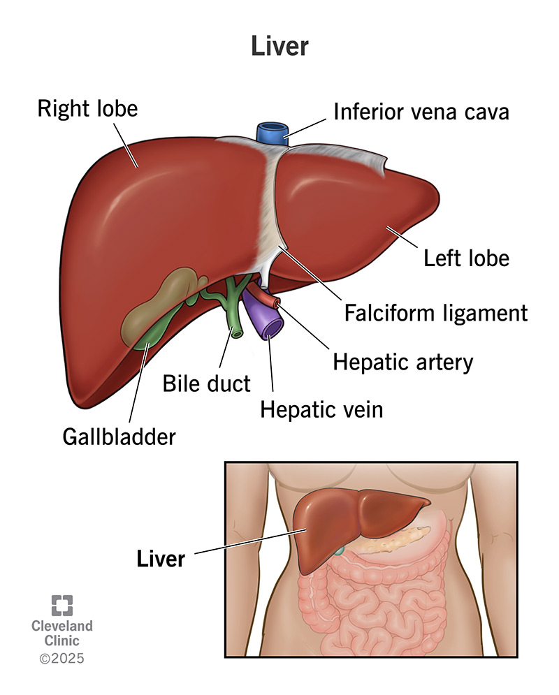 <p>More functions of liver</p>