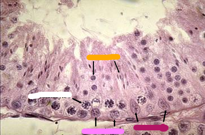 <p>Identify the structure:</p><p>Specie:</p><p>Orange:</p><p>White:</p><p>Pink:</p><p>Magenta:</p>