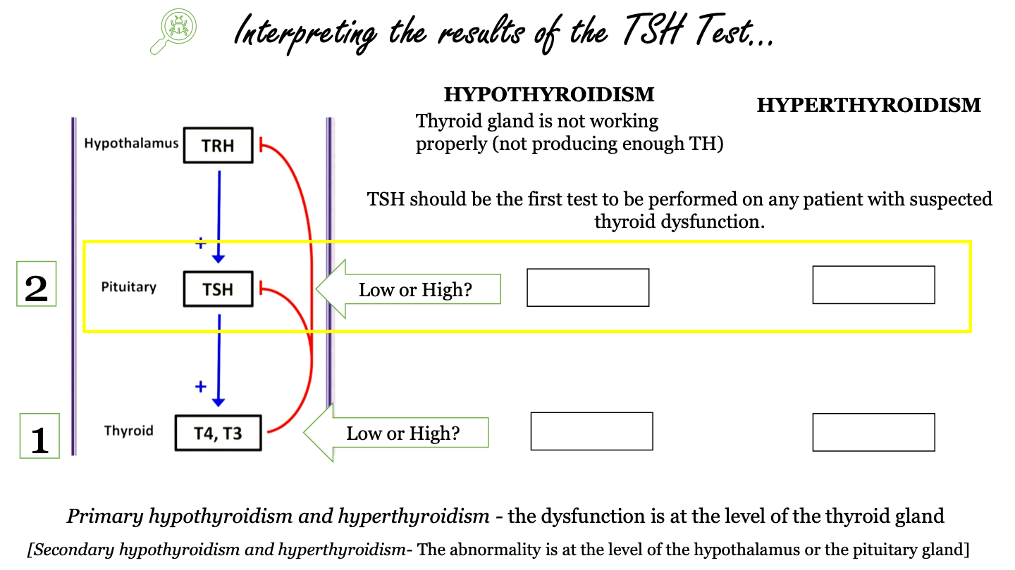 the dysfunction is at the level of the thyroid gland