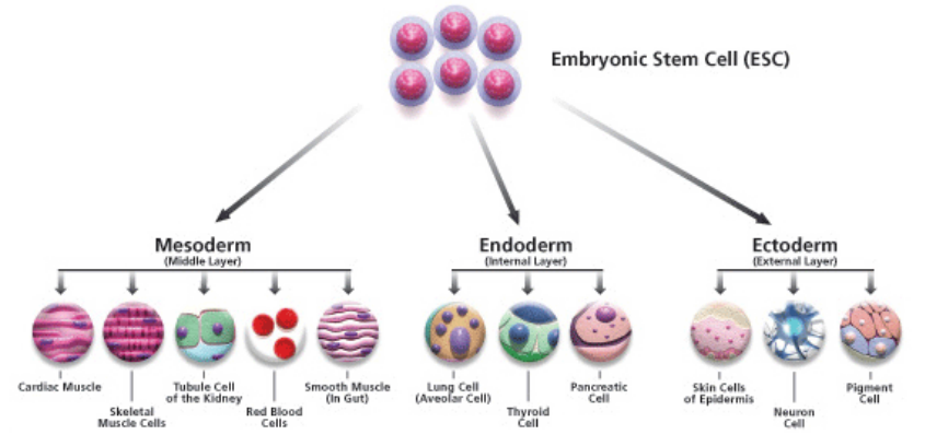 <ul><li><p>building blocks of the embryo and all its tissues</p></li></ul>