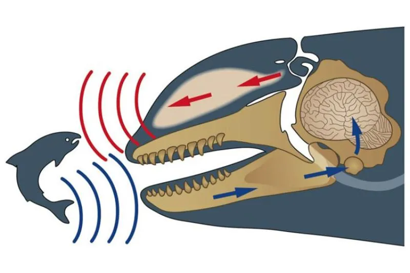 <p>Thermoregulation → to maintain steady internal body temperatures despite changes externally.</p><p>Pressure &amp; O2 →</p><p>Echolocation → to emit sounds/clicks which are passed through their forehead.</p>