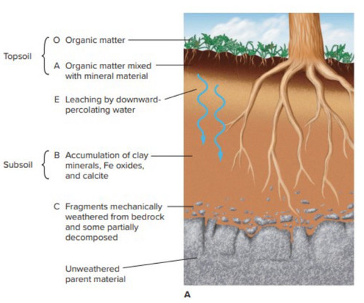 <p>a layer of weathered, unconsolidated material on top of bedrock capable of supporting plant growth and the common soil constituents (clay minerals, organic matter, water, and quartz)</p>