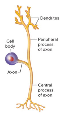 <p><strong>11.3: Cells of the Nervous System: Types of Neurons</strong></p><ul><li><p>One of the three categories of neurons consisting of a nerve cell body with a single axon projecting from it.</p></li><li><p>most sensory neurons fit this description</p></li></ul><p></p>