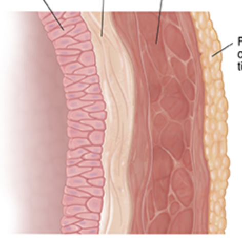<p>what are the layers of the bladder wall?</p>