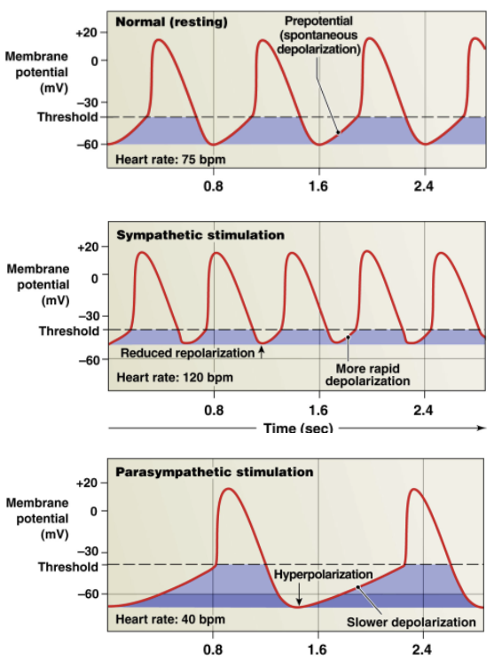 <ul><li><p>SA node signal 100/min normally</p></li><li><p>sympathetic nerves → synapse on SA node → influence activity</p></li><li><p>heartrate increased by sympathetic nervous system via norepinephrine binding to Beta-1 receptors</p></li></ul><p></p><ul><li><p>Sympathetic regulation: <strong>norepinephrine → Beta-1 Receptors</strong> on SA node → increase heartrate</p><ul><li><p><strong>increased opening of Na+ and Ca 2+ ion channels</strong> → more influx of Na+ and Ca 2+ </p></li><li><p><strong>reduced repolarization → builds up more positive charge → steepens pacemaker potential </strong>(less charge difference from pacemaker potential → threshold)</p></li><li><p>effect:<strong> shorter time for SA node to reach threshold → increase heart rate</strong></p></li></ul></li></ul><p></p><ul><li><p><strong>POSITIVE CHRONOTROPIC EFFECT</strong>: INCREASES HEART RATE</p></li></ul><p></p>
