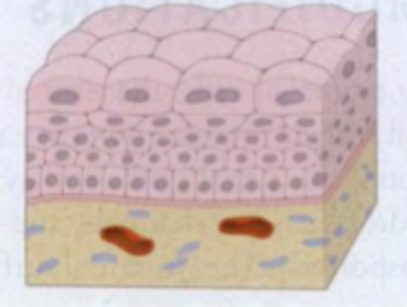 <p>Transitional/urothelium (overgangsepithel)</p>