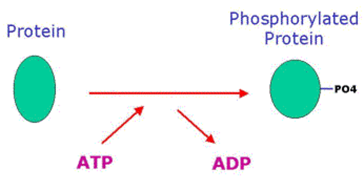 <p>Enzymes involved in phosphorylation cascades that transfer phosphate groups from ATP to other proteins; addition of phosphates activates the protein</p>