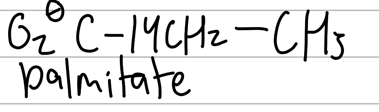 <p>COO- and a 15C chain;</p><p>component of lipids </p>