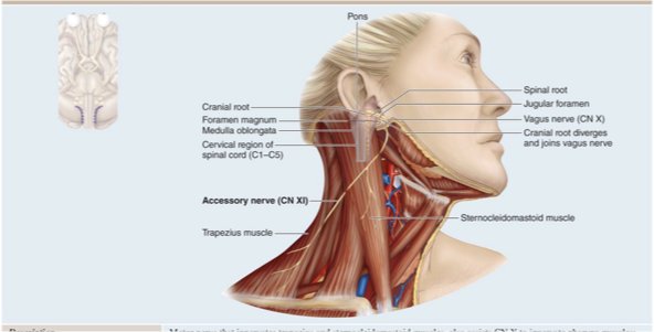 <ul><li><p>Controls muscles of neck, pharynx</p></li><li><p>Motor nerve that innervates trapezius and sternocleidomastoid muscles, also assists CN X to innervate pharynx muscles, formerly called the spinal accessory nerve </p></li></ul><p></p>