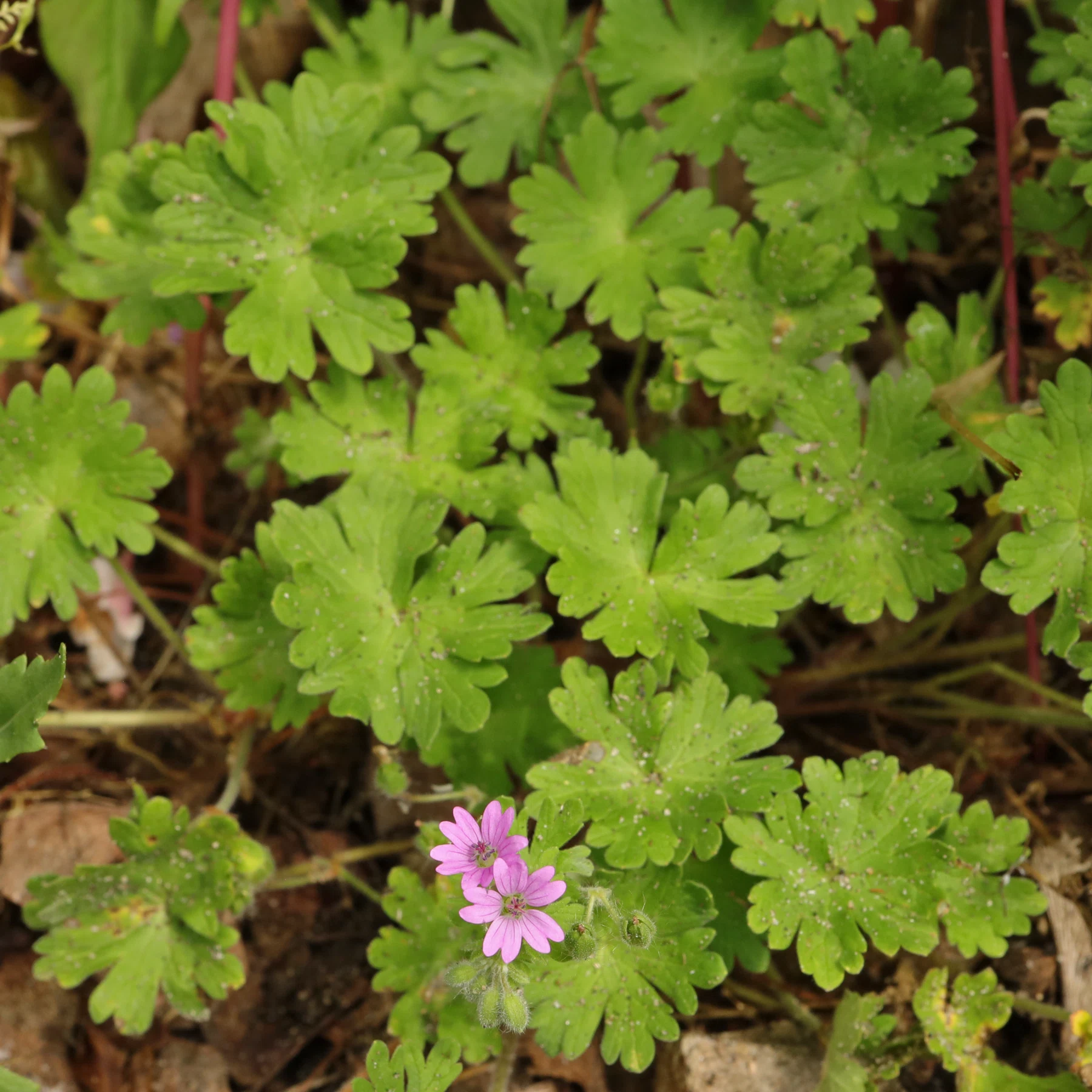 <p>Crane’s bill geranium (Invasive)</p>
