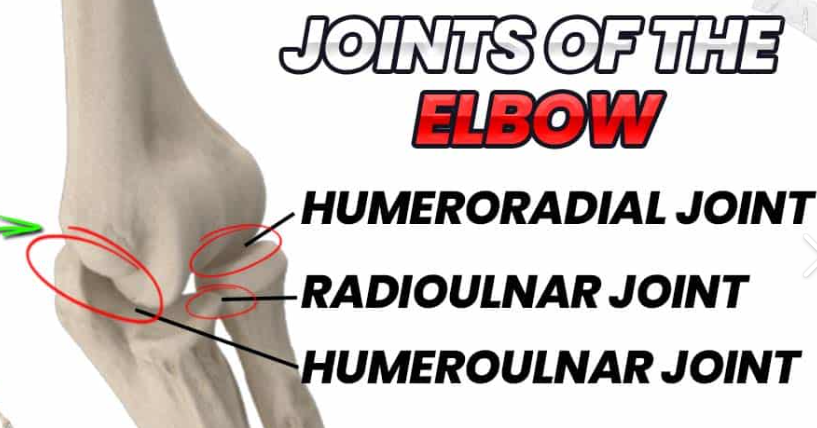 <p><span style="color: #130303">capitulum of humerus &amp; head of radius</span></p>