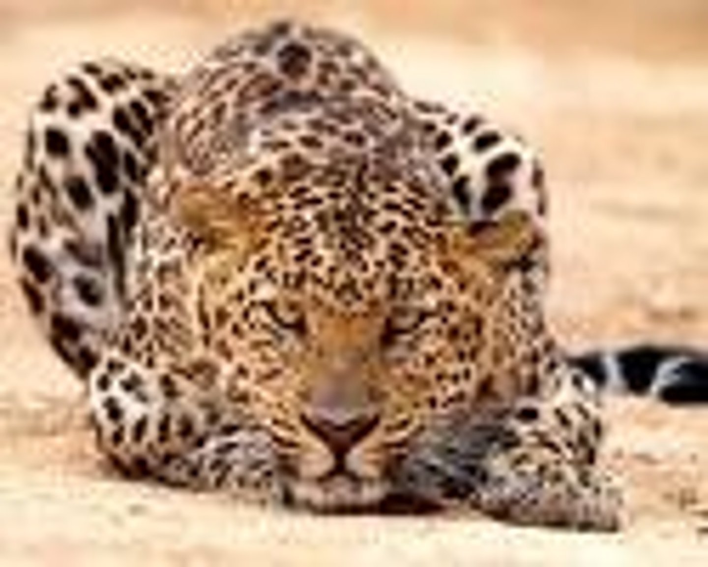 <p>spotted and melanistic forms, 9 subspecies, all habitat types, often found in trees, wider prey range than other cats</p>