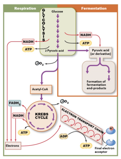 cellular respiration- complete breakdown of glucose into CO2 and water 

Fermentation- results in organic waste products 

\
