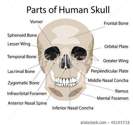 superior most part of the skeleton
includes everything