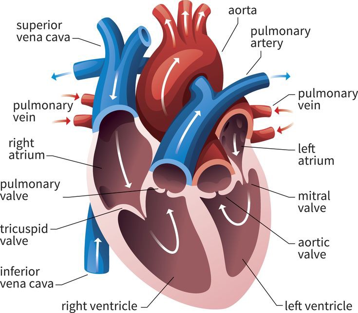 <p>Oxygenated blood → pulmonary veins → left atrium → bicuspid valve → left ventricle → aortic valve → aorta → body</p>