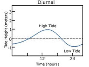 <p>diurnal tide</p>