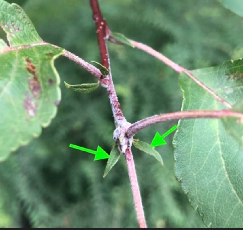 <p>Feuille petiolee nervures inégale et ramifiée</p><p>Fleurs à pétales libres entre eux</p><p>Fleur 5 pétales</p><p>Pas en forme papillon et + de 10 étamine</p><p>Excroissance à la base des feuilles=stipule sauf forme arborescentes(=arbre)</p>