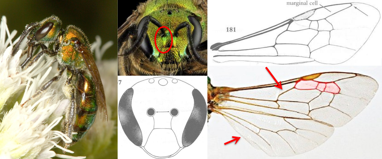 <ul><li><p>Face with<strong><em> one subantennal suture</em></strong>, meeting inner margin of antennal socket</p></li><li><p>“Tongue” short, pointed or rounded apically</p></li><li><p>Basal vein of FW strongly arched</p></li></ul><p></p>