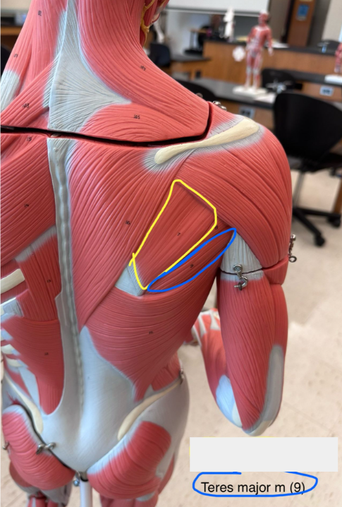 <p>Teres major muscle.</p>
