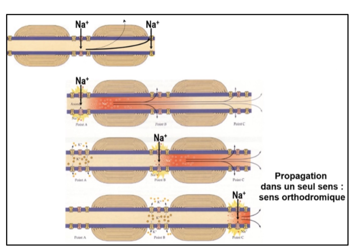 <p>C’est la génération et la propagation des potentiels d’action le long des fibres nerveuses.</p>
