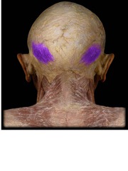 retracts scalp
- superficial
- muscle of facial expression