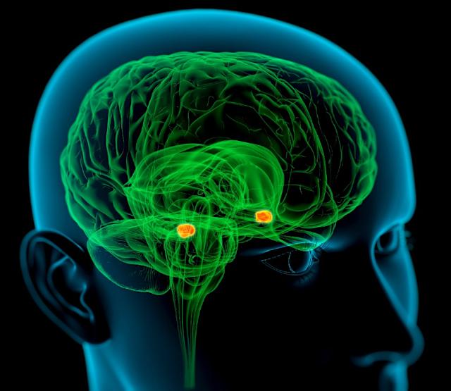 <p>amígdalas cerebrales</p>