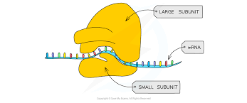 <ul><li><p>made up of large and small subunit</p></li><li><p>made up of rRNA and proteins</p></li></ul><p></p>