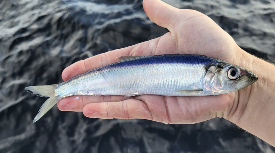 <p>herrings, menhadens, pilchards, sardines, shads, sprats</p><p></p><p>Key traits:</p><ul><li><p>218 spp, 4 in Hawaii</p></li><li><p>shorter jaws, terminal mouth</p></li></ul><p></p>