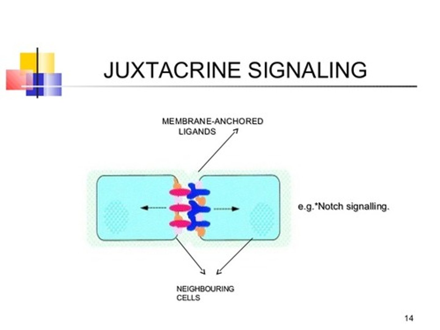<p>(C) Juxtacrine Signaling</p><p>MHC II presentation to a T Cell receptor is an example of Juxtacrine Signaling (aka Direct Cell-cell Communication) in which a signal is transmitted from one cell to another cell via direct contact.</p>